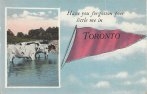 Toronto greetings postcard banner with cows